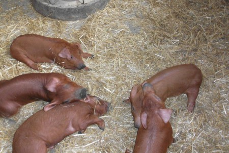 Duroc Ferkel weiblich 