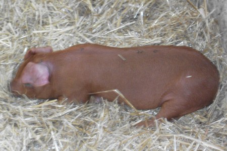 Duroc Ferkel Männlich
